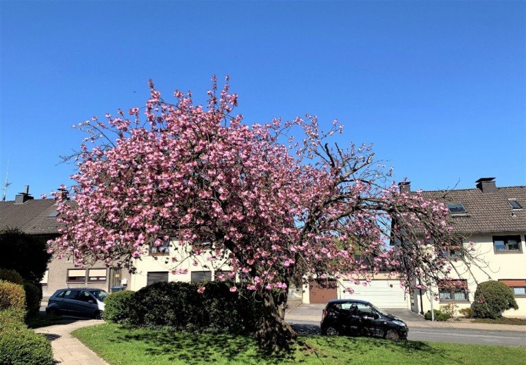 Kirschbaumbl�te als Blickfang Hattingen - Innenstadt Erdgeschosswohnung Mehr Immobilie braucht kein Mensch - Vermietet Wohlf�hlwohnung in Cityn�he Hattingens!